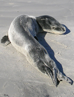 Leopard-Seal-baby
